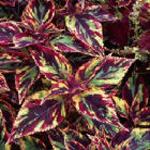 Coleus Combat